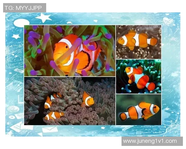 小丑鱼与足球明星的奇妙结合探秘他们的故事与成就 小丑鱼与足球明星的奇妙结合探秘他们的故事与成就